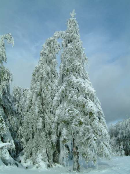 Zamrzl strom
[450×600 – 0 kB]