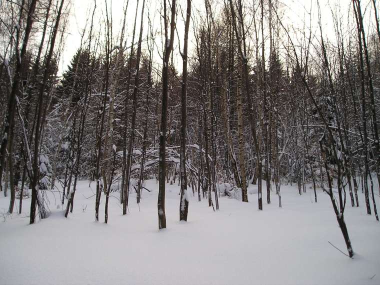 Stromy a zima
[760×570 – 0 kB]