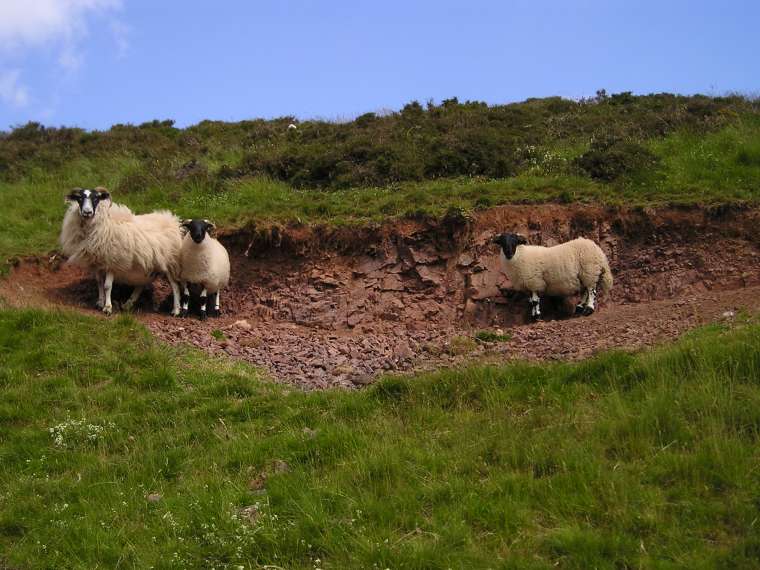 Skotsk ovce...
[760×570 – 0 kB]