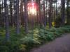 Západ slunce v lese...